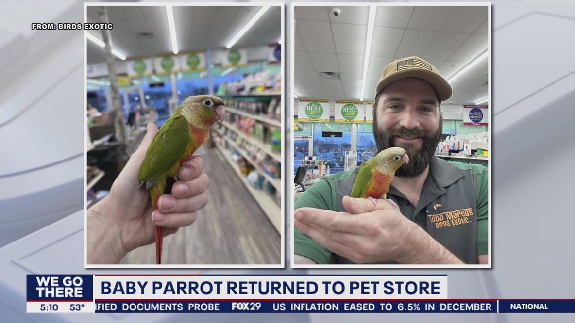 Baby parrot stolen from New Jersey pet shop safely found